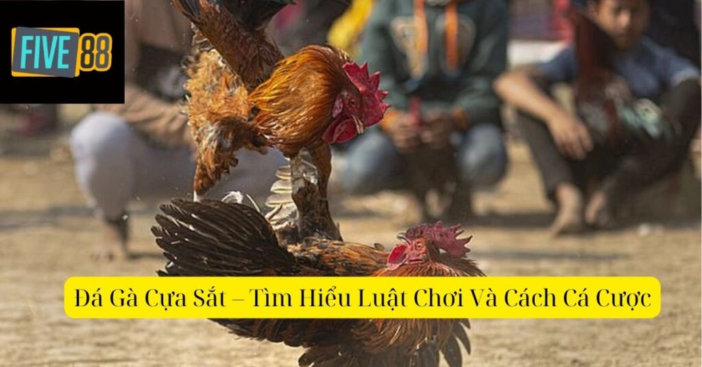 Đá Gà Cựa Sắt – Tìm Hiểu Luật Chơi Và Cách Cá Cược